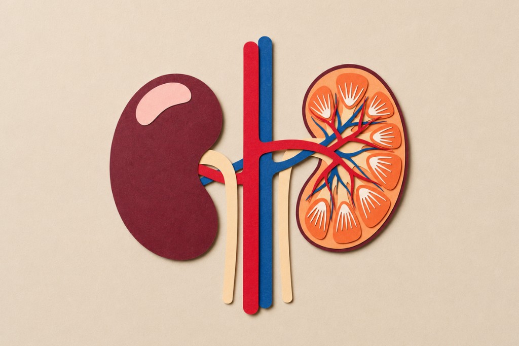Paper-cut illustration of human kidneys