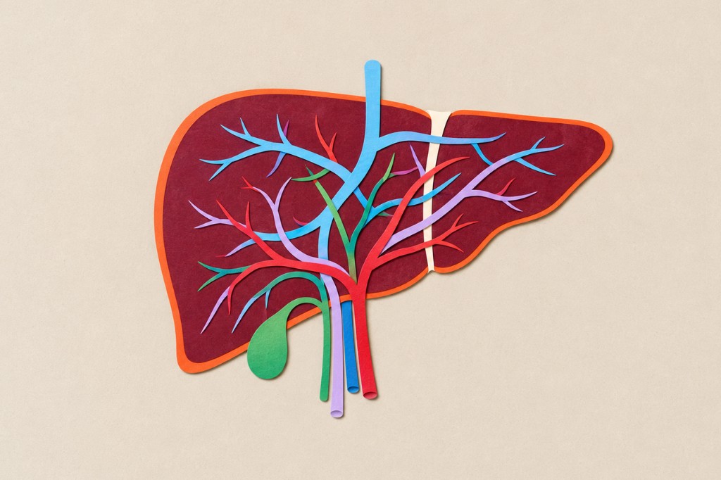 Paper-cut illustration of a human liver